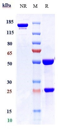 WB - Anti-PTPRC / CD45 Reference Antibody (apamistamab) APR10656